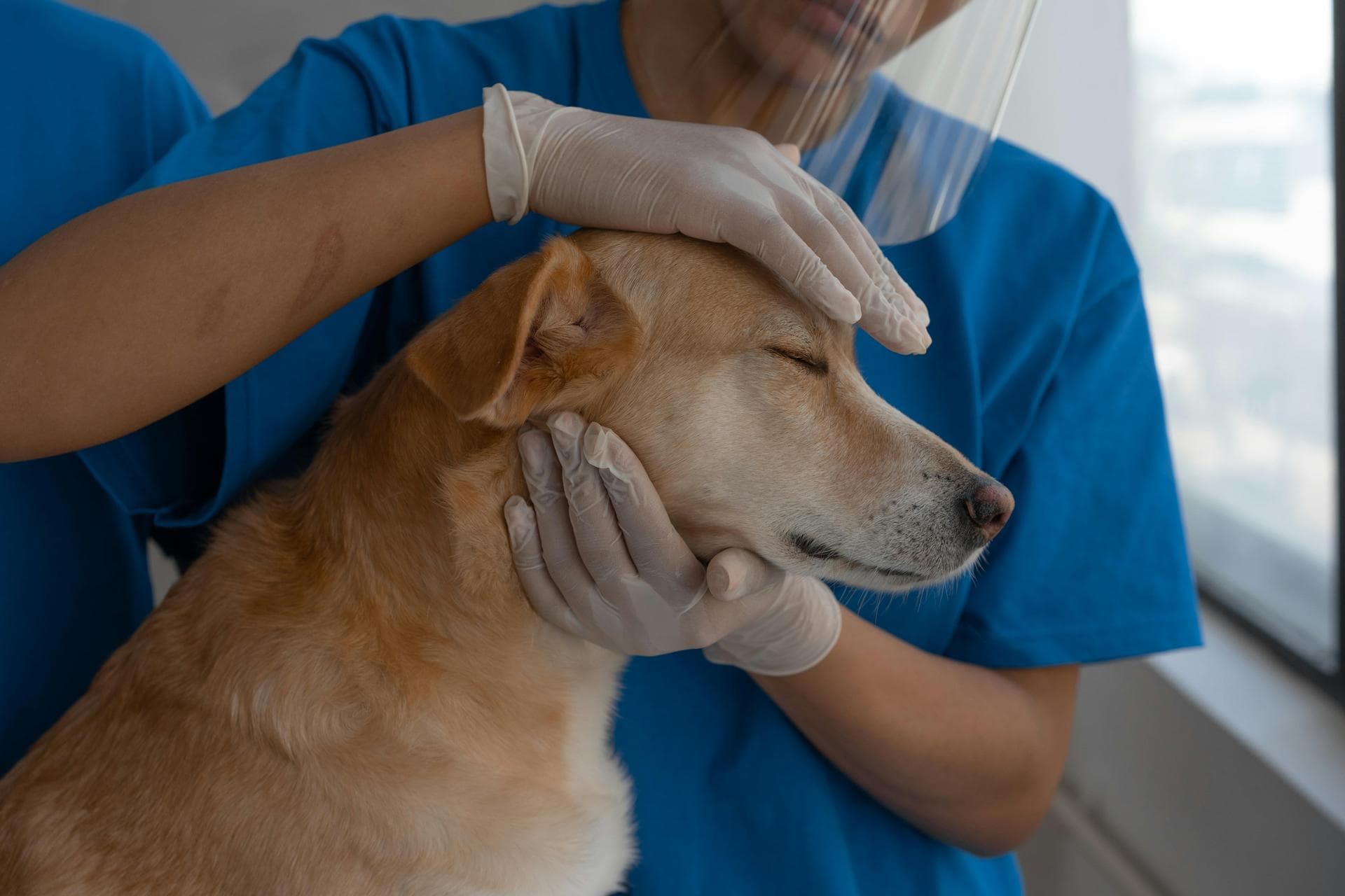 Emergency vets in Savannah